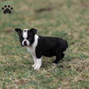 Pansy, Boston Terrier Puppy